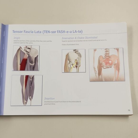 The Key Muscles of Yoga Book 2006 - Picture 8 of 12
